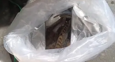 assam  500 channa barca fish worth rs  4 5 crore seized at dibrugarh airport