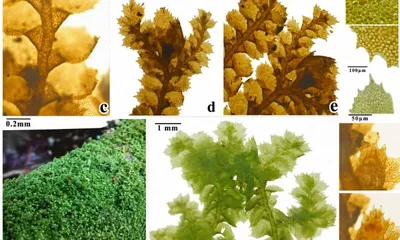 assam  rare liverwort radula anceps found in mainland india for the first time in kokrajhar forest