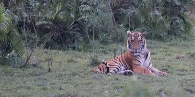 assam  mutilated royal bengal tiger carcass found in sonitpur
