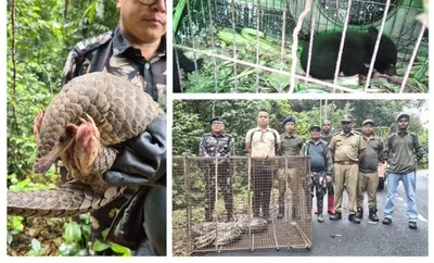 arunachal  pangolin and 14 foot python rescued in roing