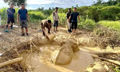 arunachal  forest officials rescue baby wild elephant in deomali