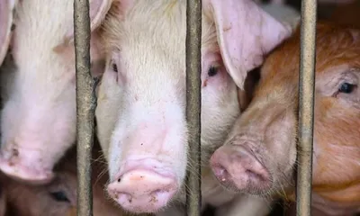 manipur govt forms 60 rapid response teams to contain african swine fever outbreak