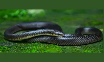 dead snakes still inject venom  assam reports 3 cases