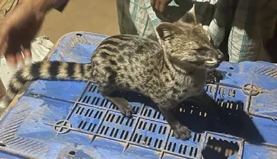 assam  leopard cat rescued from matia hills  sent to state zoo