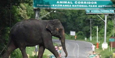 assam  commercial traffic allowed to move through kaziranga during day