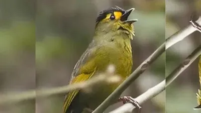arunachal  bugun tribe donates land to save critically endangered songbird