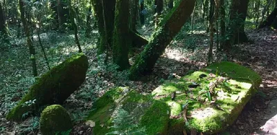 scientists discover new sacred grove in meghalaya