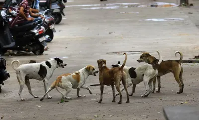 delhi s dilemma  balancing human safety and animal rights