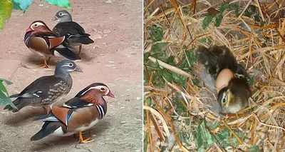 three mandarin ducklings born for the first time at assam state zoo