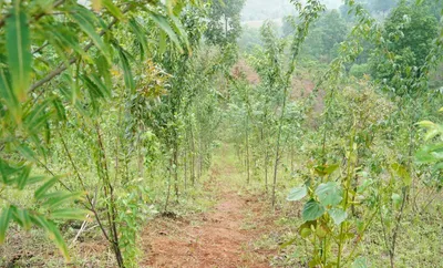 meghalaya adopts miyawaki method for rapid forest growth