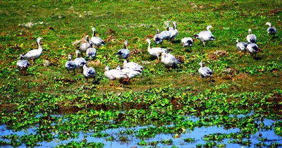 securing wetlands for safe passages of migratory birds