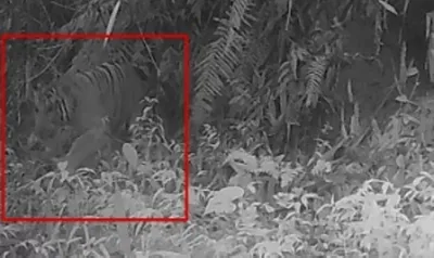 arunachal  tiger captured on camera in namdapha national park