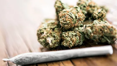 tripura  cannabis worth rs 84 lakh seized in sepahijala