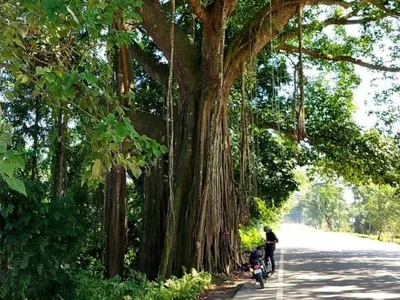 assam  now  3000 trees to be felled on national highway 515 in dhemaji for highway expansion