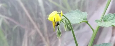 nagaland  stingless bees make greenhouse farming easier and better