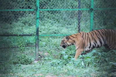 assam  two nabbed with tiger skin  bones in nagaon