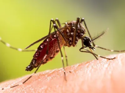 nagaland reports 16 dengue cases as against 4 943 last year