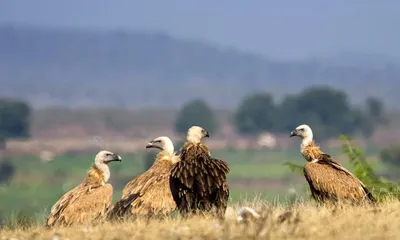 assam foundation launches india’s first vulture conservation portal
