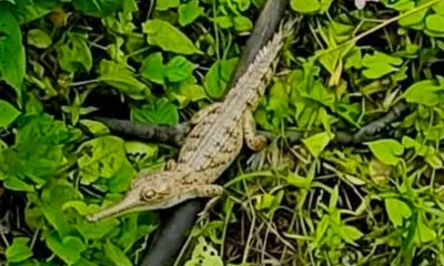 assam  rare juvenile gharial sighted in west karbi anglong s kekaidong river