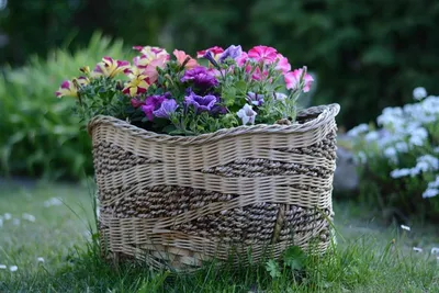 10 flowers to grow in your home garden for a stunning aesthetic upgrade