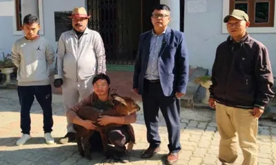 manipur  rare serow fawn rescued in tamenglong  handed over for conservation
