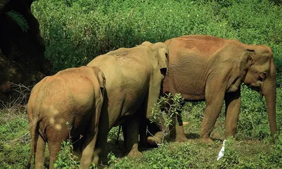 assam  bogapani elephant corridor may revive after 5 years amid encroachment threat