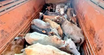 assam  24 bovines rescued from truck in guwahati