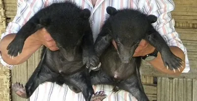 arunachal pradesh  animal centre rehabilitates 60 bear cubs