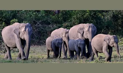 new dna based study sets india’s elephant population at 22 446