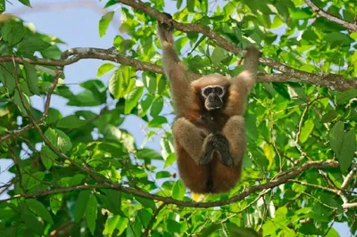 proposed oil and gas exploration in assam’s hoollongapar sanctuary may threaten hoolock gibbon habitat