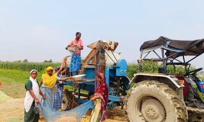 from paddy to golden grain  assam’s maize farmers hit by pests and erratic weather