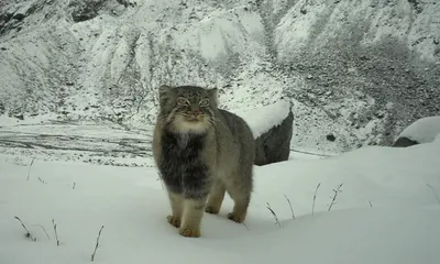 arunachal  pallas s cat photographed  revealing new range in eastern himalayas