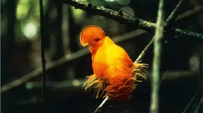 70 years of data show extreme heat is already wiping out tropical bird populations