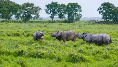 supreme court stays assam govt s move to denotify pobitora wildlife sanctuary