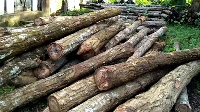 assam  illegal timber mills busted in bongaigaon