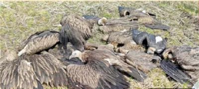 assam  30 vultures  including critically endangered species  killed in suspected poisoning