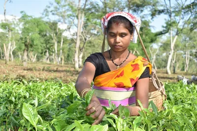 assam  government to grant land pattas to 3 5 lakh tea garden workers and build houses