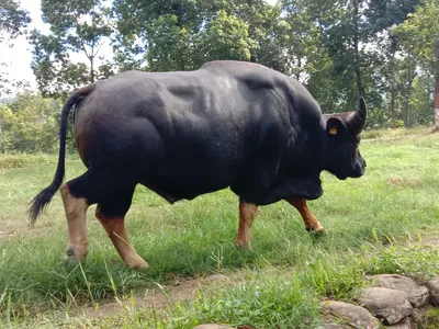 assam  two injured after being attacked by mithun in baksa