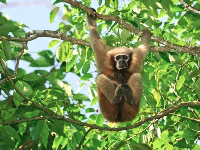 assam  reconsider oil exploration at gibbon sanctuary  gaurav gogoi urges centre   