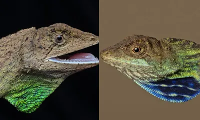 two newly discovered lizards from arunachal resolve century old confusion in northeast india