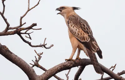 manipur  mathew tribe rescues indian crested hawk eagle in tamenglong