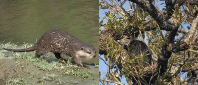 binturong   small clawed otter identified in kaziranga