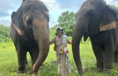 assam   one more northeast elephant set for controversial transfer to ambani s vantara 