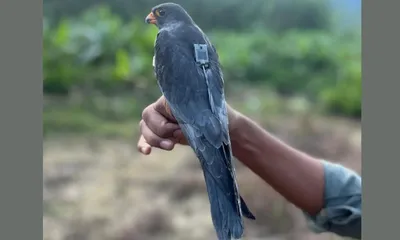 manipur s amur falcon reaches myanmar after record 4 750 km flight