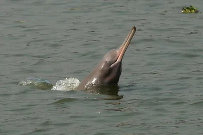 assam  river dolphin found dead in dhubri
