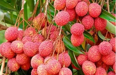 assam’s gi tagged tezpur litchi dominates pangsau pass haat  outselling myanmar  amp  bhutan