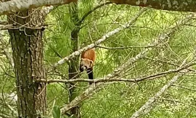 arunachal  first ever red panda sighting reported in gwanthang