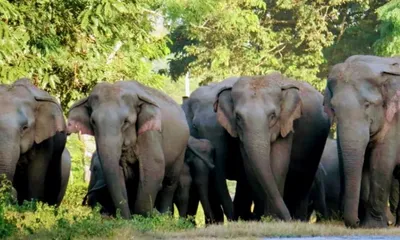 assam  manas national park sees visitor surge  wildlife sightings rise