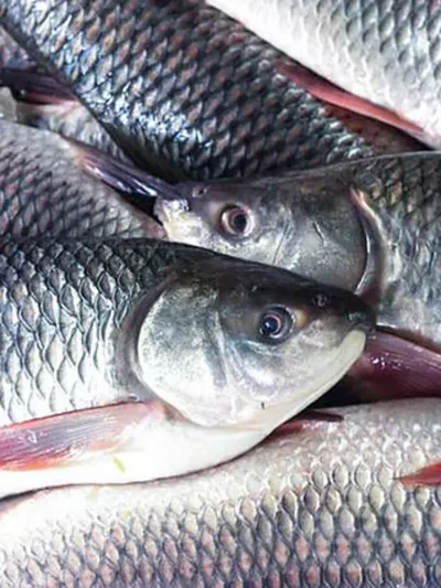 manipur  fish production increases against target