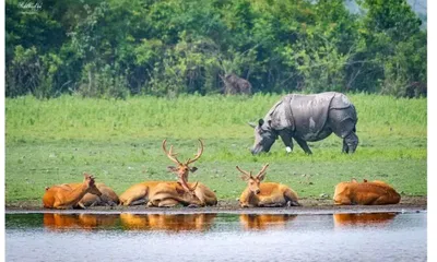 assam  kaziranga opens gates for durga puja visitors